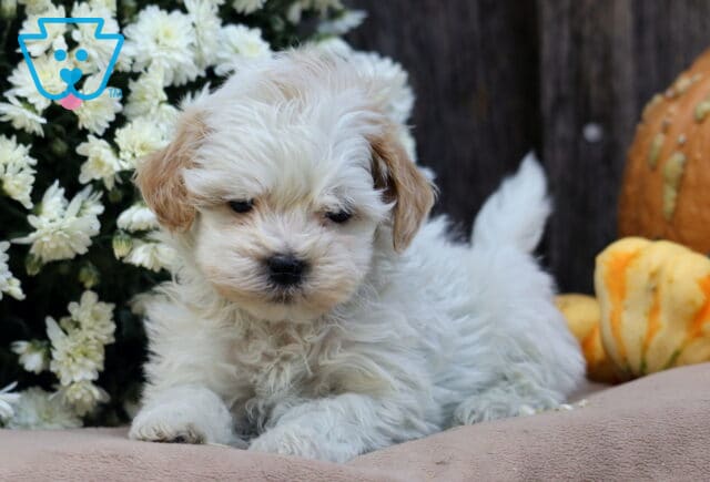 Lucky SHihpoo2 image