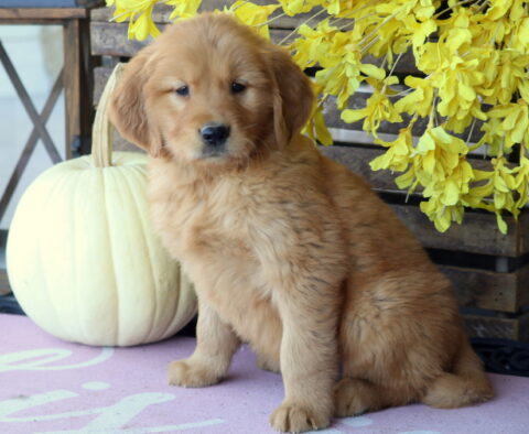 Luka Golden
