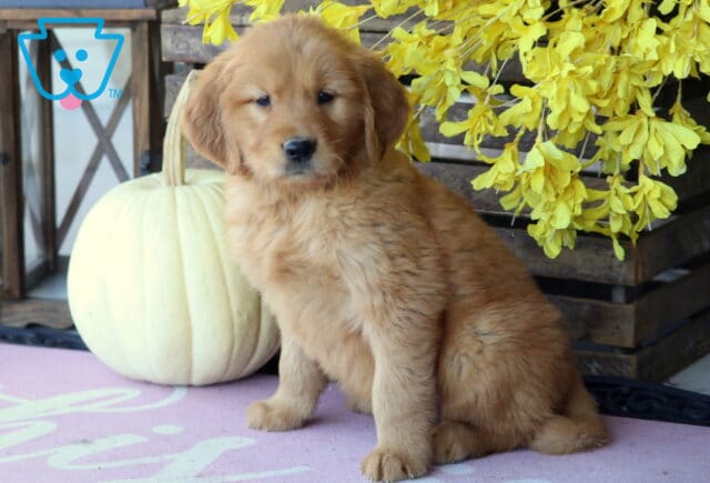 Luka Golden image