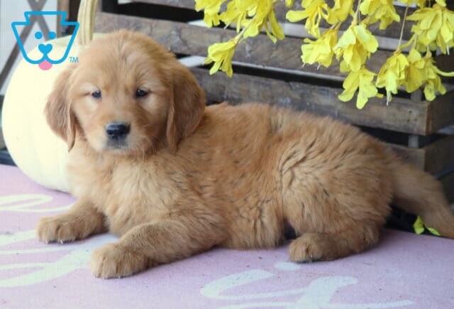 Luka Golden2 image