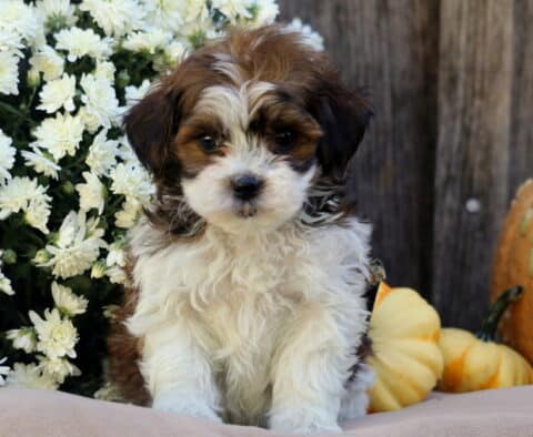 Luka SHihpoo