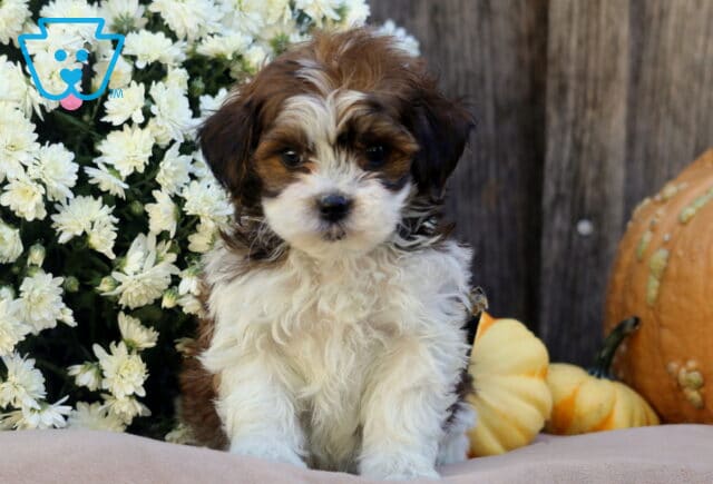 Luka SHihpoo image