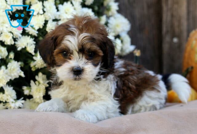 Luka SHihpoo2 image