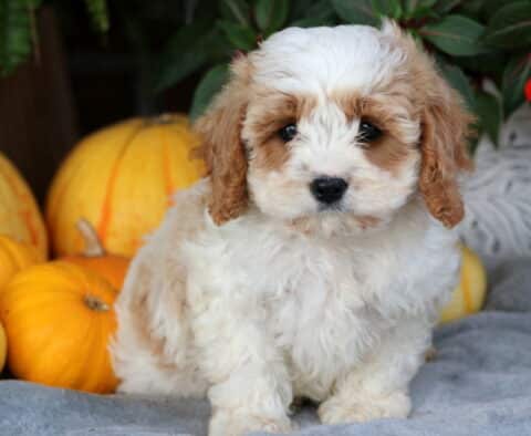 Luke Cavapoo