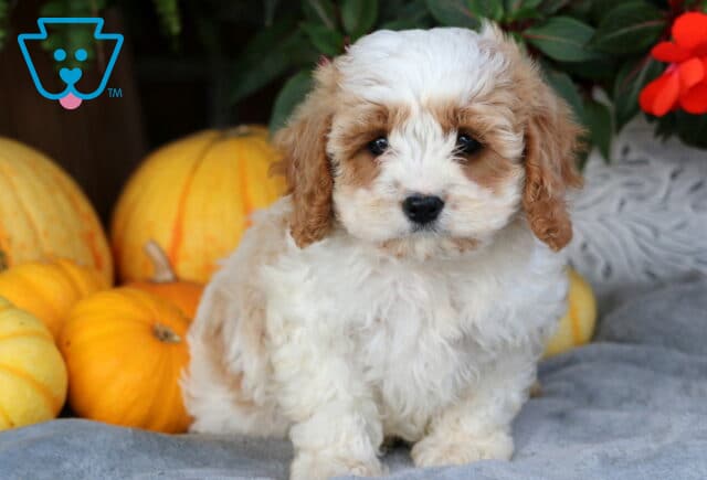 Luke Cavapoo image
