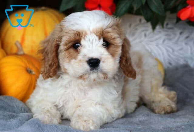 Luke Cavapoo2 image