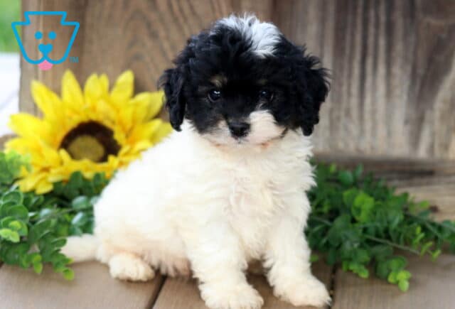 Adorable Bichpoo puppy with a fluffy white body and black face, accented by a small white streak on its head, sitting on a wooden floor with greenery and a bright yellow sunflower in the background. image