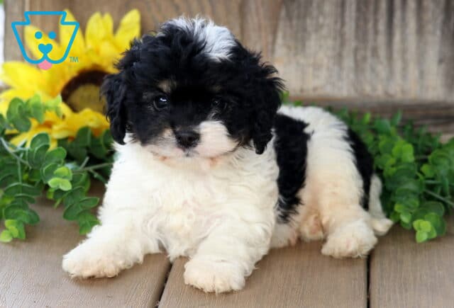 Fluffy Bichpoo puppy with a black and white coat and a distinct white patch on its head, laying on a wooden floor with green plants and a sunflower behind it. image