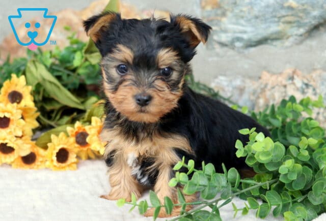Maddie Yorkie image