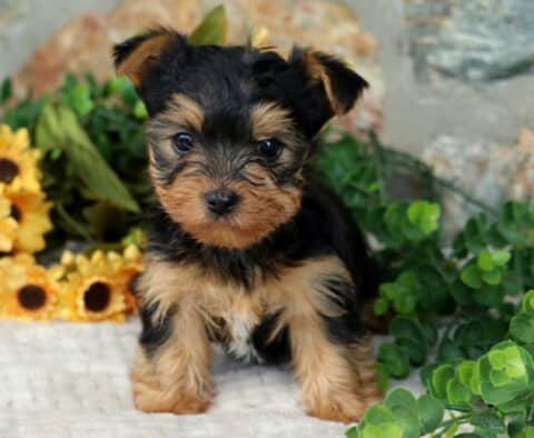 Maddie Yorkie2 Maddie Yorkie2