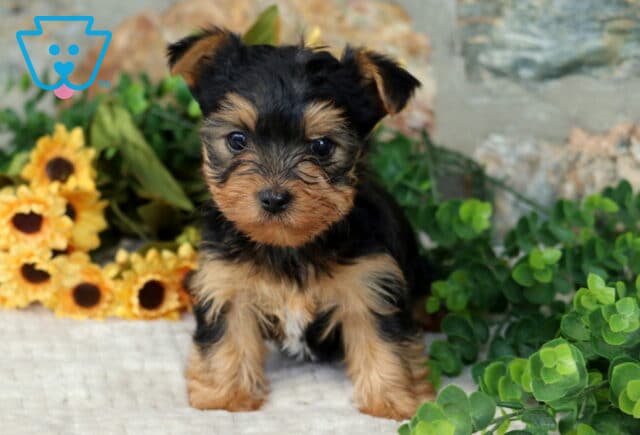 Maddie Yorkie2 image