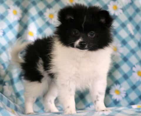 Magic Pomeranian