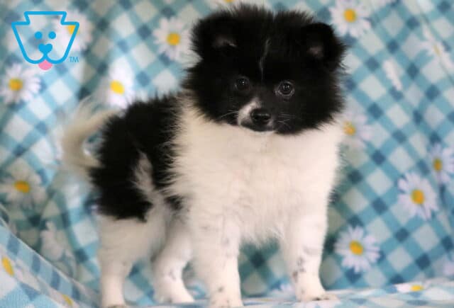 Magic Pomeranian image