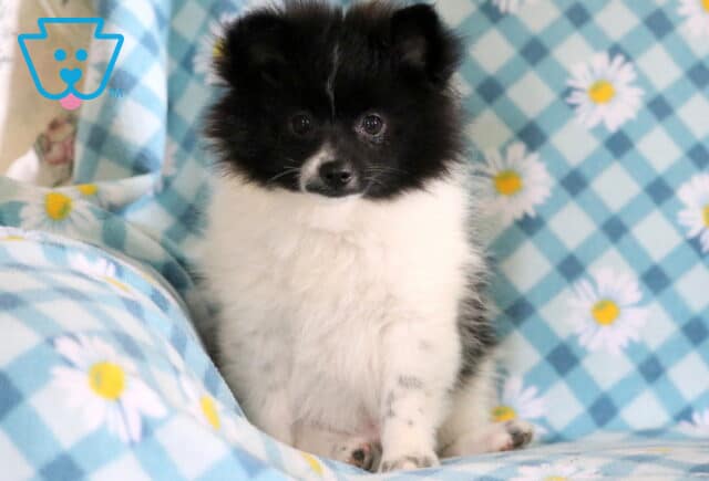 Magic Pomeranian2 image