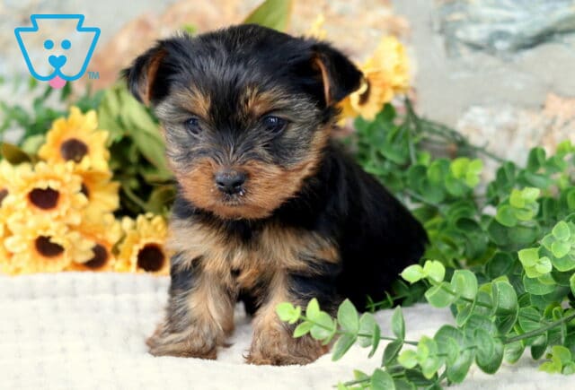 Major Yorkie image