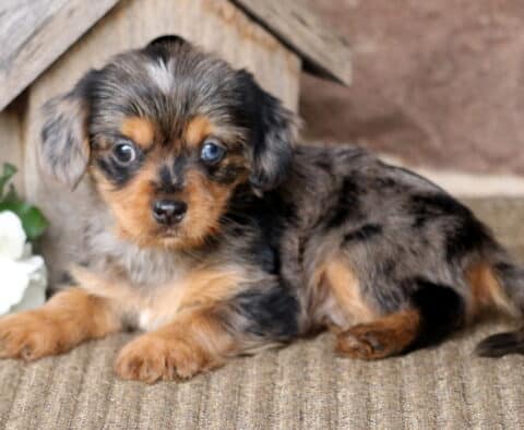 Major Yorkie Mix