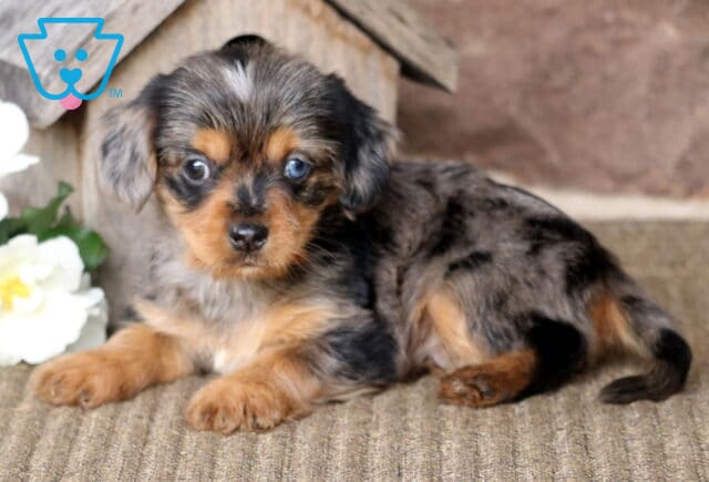 Major Yorkie Mix image