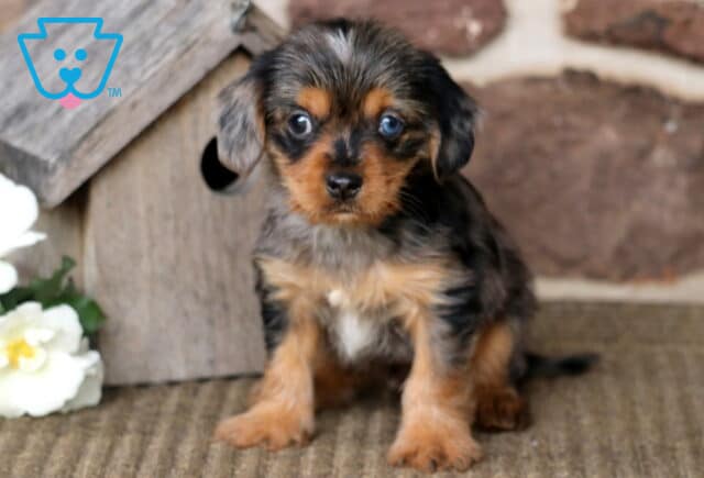 Major Yorkie Mix2 image