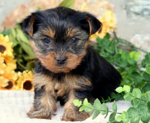 Major Yorkie2 Major Yorkie2