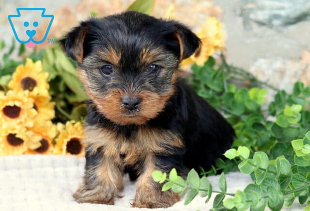 Major Yorkie2 image