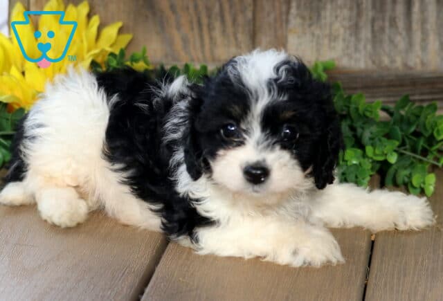 Adorable black and white Bichpoo puppy lying on a wooden floor with its fluffy coat, bright eyes, and a patch of white fur on its forehead, framed by green leaves and a large sunflower in the background. image