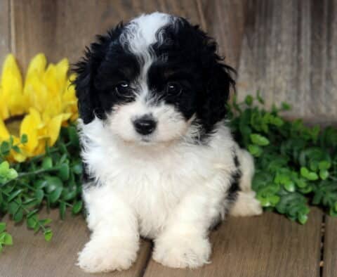 Fluffy black and white Bichpoo puppy sitting sweetly on a wooden floor, showing a curly coat with a white blaze on its forehead, framed by green leaves and a bright sunflower in the background.