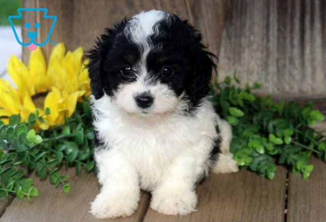 Fluffy black and white Bichpoo puppy sitting sweetly on a wooden floor, showing a curly coat with a white blaze on its forehead, framed by green leaves and a bright sunflower in the background. image