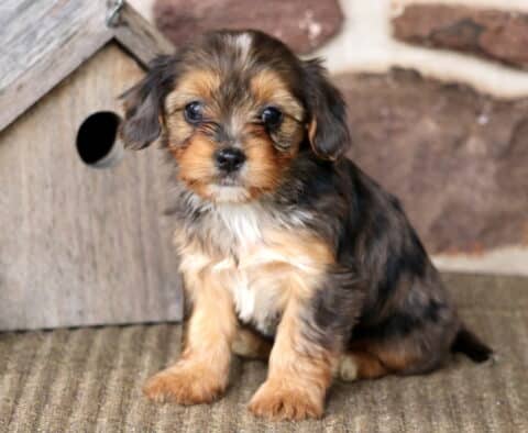 Marlie Yorkie Mix