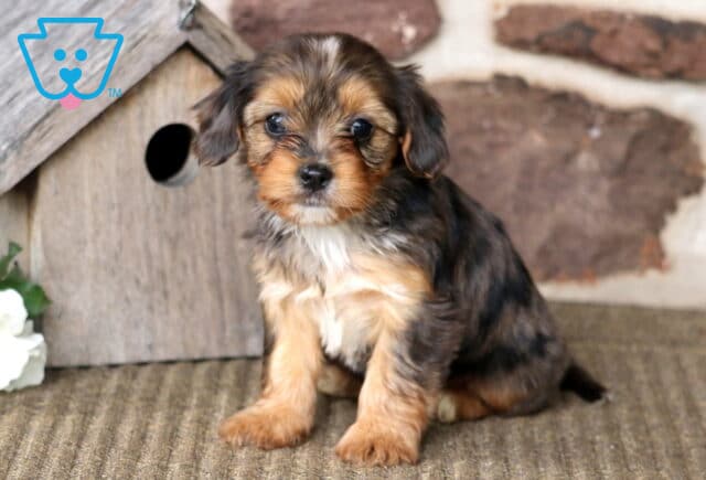 Marlie Yorkie Mix image