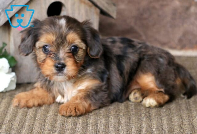 Marlie Yorkie Mix2 image