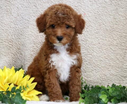 Marlow Mini Poole Marlow Mini Poole