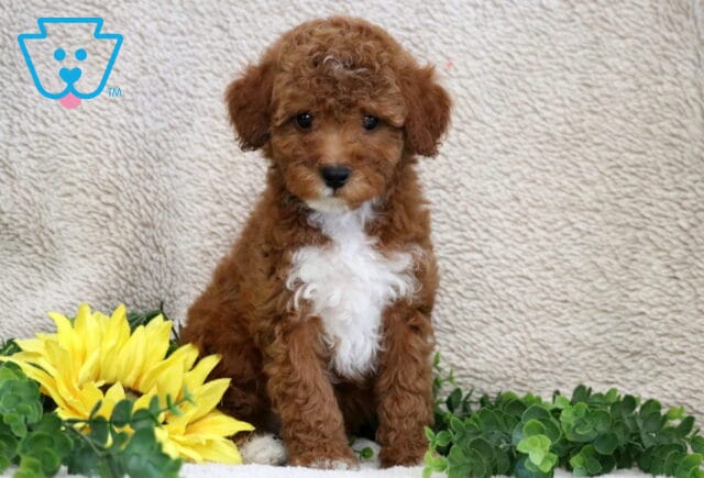 Marlow Mini Poole image