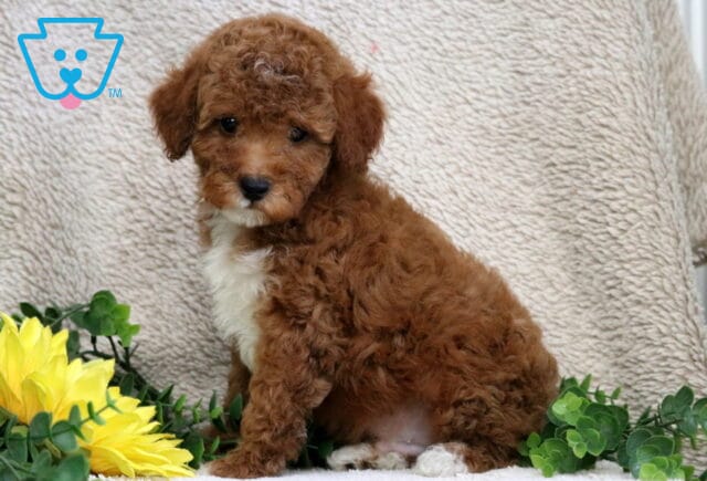 Marlow Mini Poole2 image