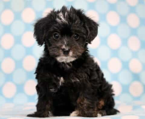 Marlow Yorkiepoo Marlow Yorkiepoo