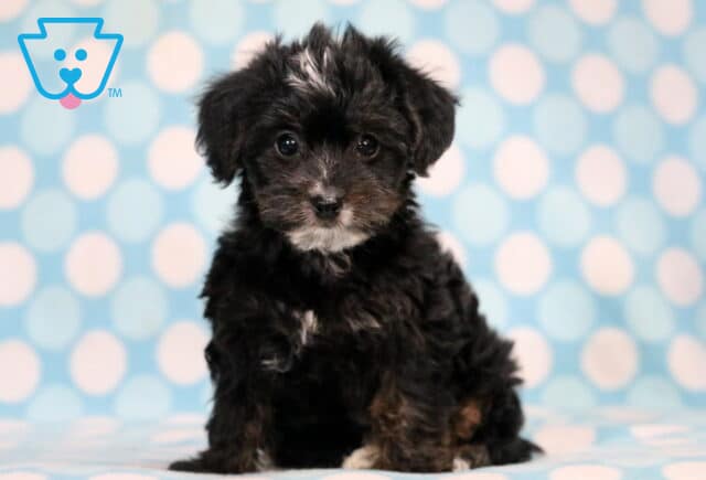 Marlow Yorkiepoo image