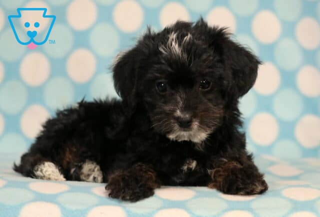 Marlow Yorkiepoo2 image