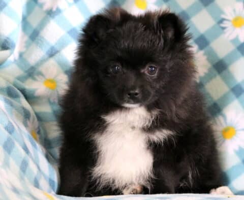 Marshal Pomeranian