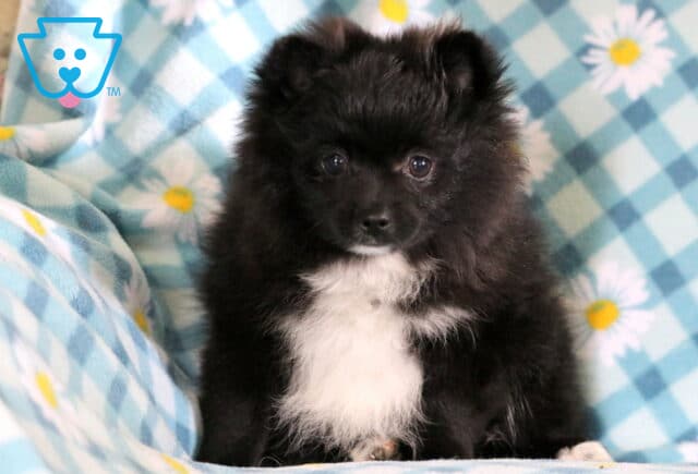 Marshal Pomeranian image