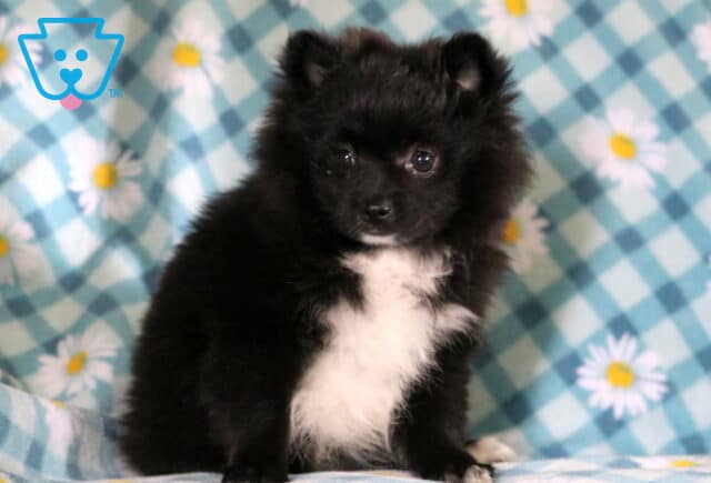 Marshal Pomeranian2 image