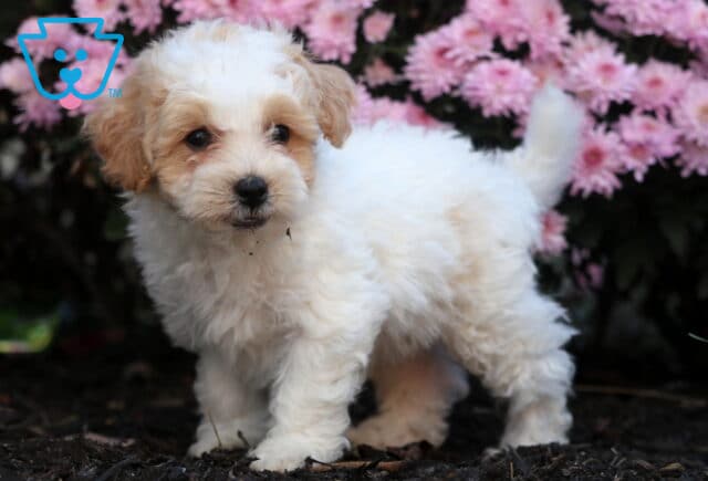 Fluffy Bichpoo puppy with cream and apricot curls standing on mulch with its tail up, surrounded by pink flowers and looking alert and curious. image