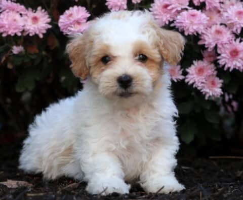 Cute Bichpoo puppy with fluffy cream and apricot fur sitting on dark mulch in front of bright pink flowers, staring sweetly into the camera.