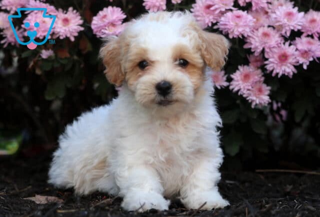 Cute Bichpoo puppy with fluffy cream and apricot fur sitting on dark mulch in front of bright pink flowers, staring sweetly into the camera. image