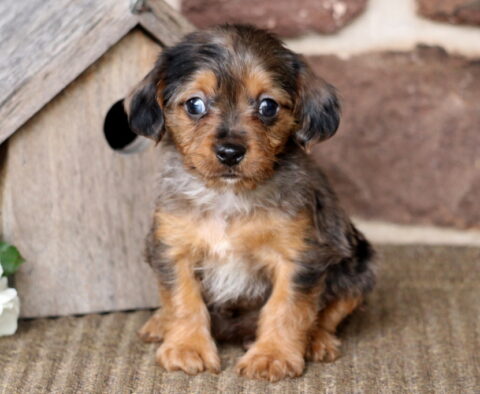 Mason Yorkie Mix