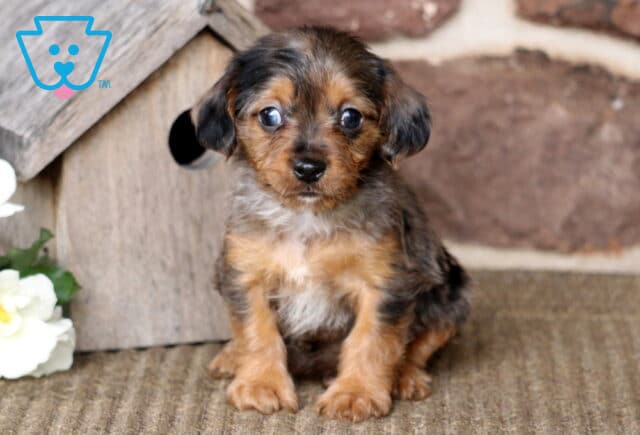 Mason Yorkie Mix image