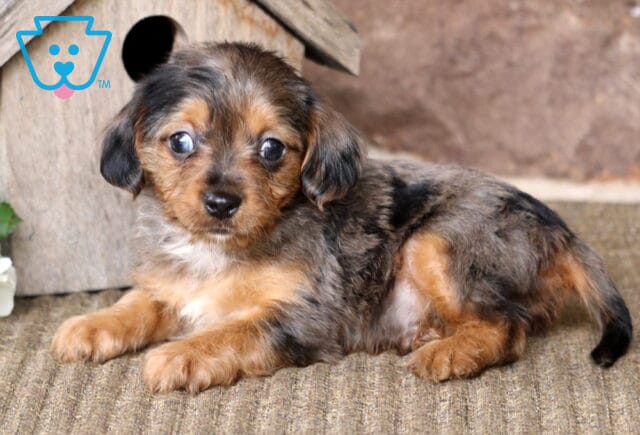 Mason Yorkie Mix2 image