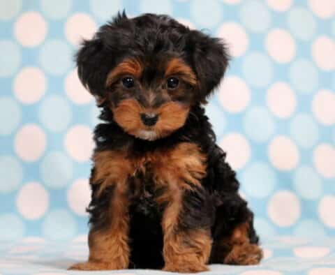 Mason Yorkiepoo Mason Yorkiepoo