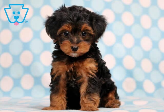 Mason Yorkiepoo image