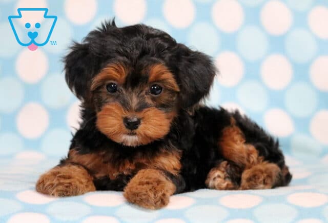 Mason Yorkiepoo2 image