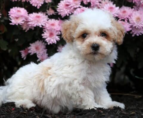 Adorable Bichpoo puppy with fluffy cream and apricot curls sitting on dark mulch in front of bright pink flowers, looking curiously at the camera.