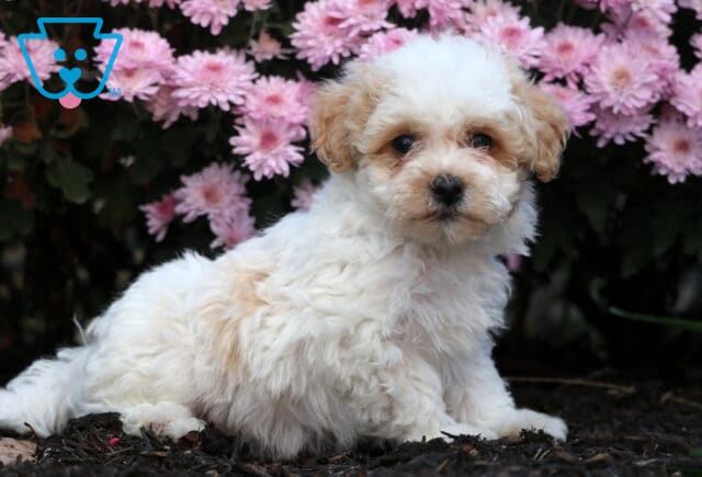 Adorable Bichpoo puppy with fluffy cream and apricot curls sitting on dark mulch in front of bright pink flowers, looking curiously at the camera. image